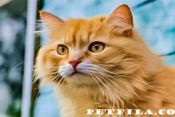 Persian Cat: Profile, Personality, Traits, And Care Tips