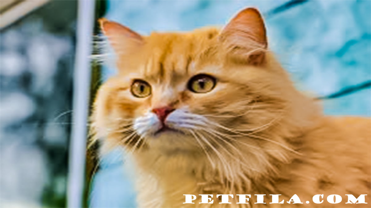 Why Persian Cats Are the Perfect Pets: Traits and Care Tips