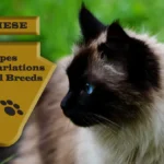 Types of Siamese Cats: Complete Guide, Traits, & Characteristics