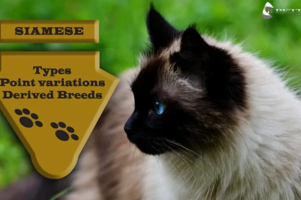 Types of Siamese Cats: Complete Guide, Traits, & Characteristics