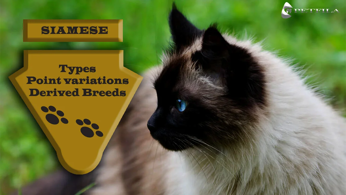 Types of Siamese Cats: Complete Guide, Traits, & Characteristics