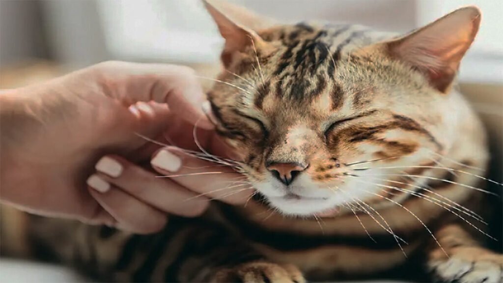 Why Do Cats Purr When You Pet Them?