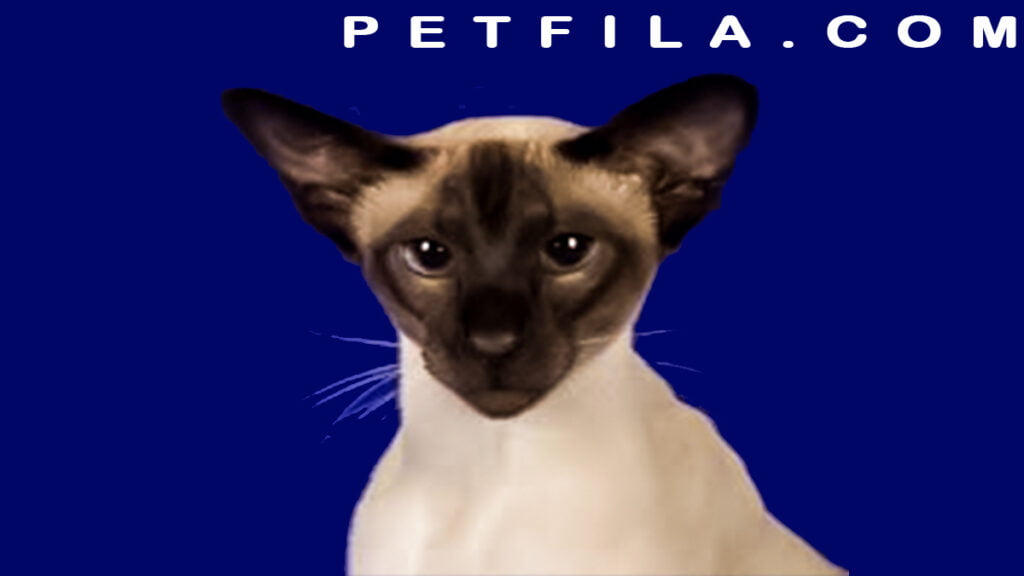 Top 6 Types of Siamese Cats: Traits and Characteristics