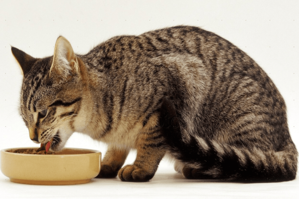 Foodie Cat: Tips To Deal With Over Eating Cat