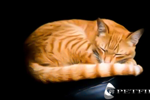 What Is Cat Napping? Tips To Improve Cat Sleep