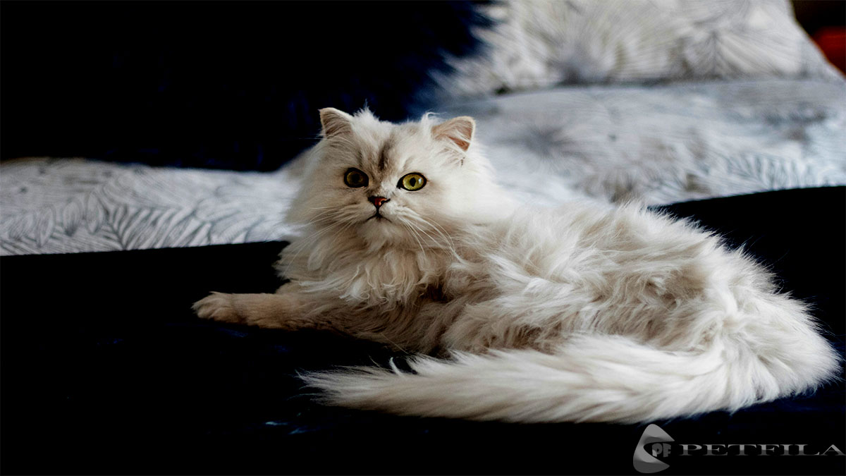 Top 6 Recommended Best House Cat Breeds