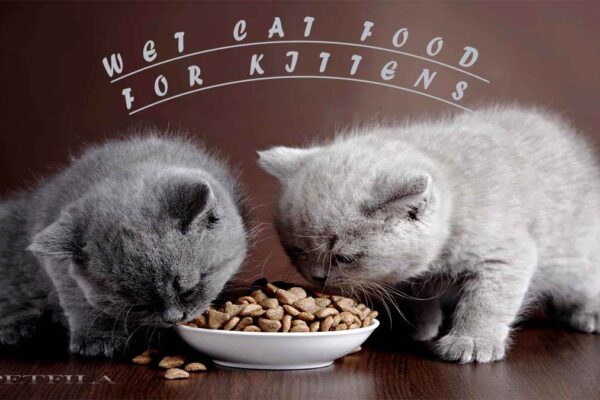 How To Choose The Best Wet Cat Food For Kittens