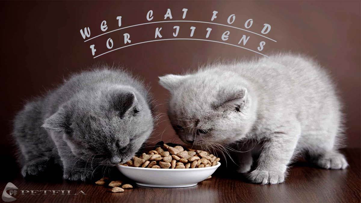 How To Choose The Best Wet Cat Food For Kittens