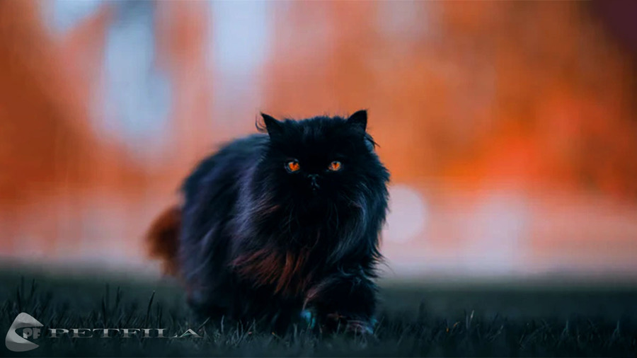 What To Know About The Black Persian Cat?