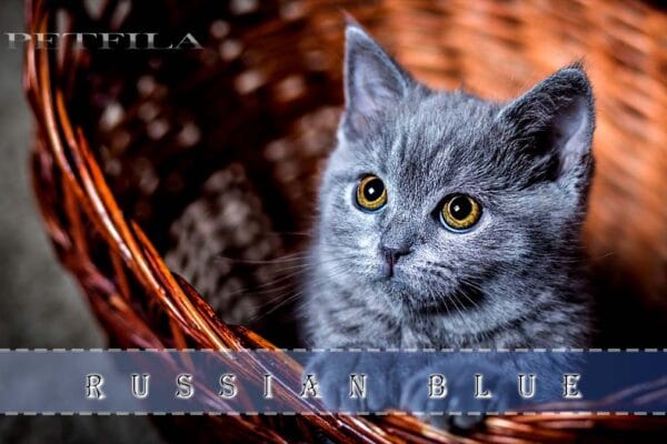 How to Identify Trustworthy Russian Blue Cat Breeders