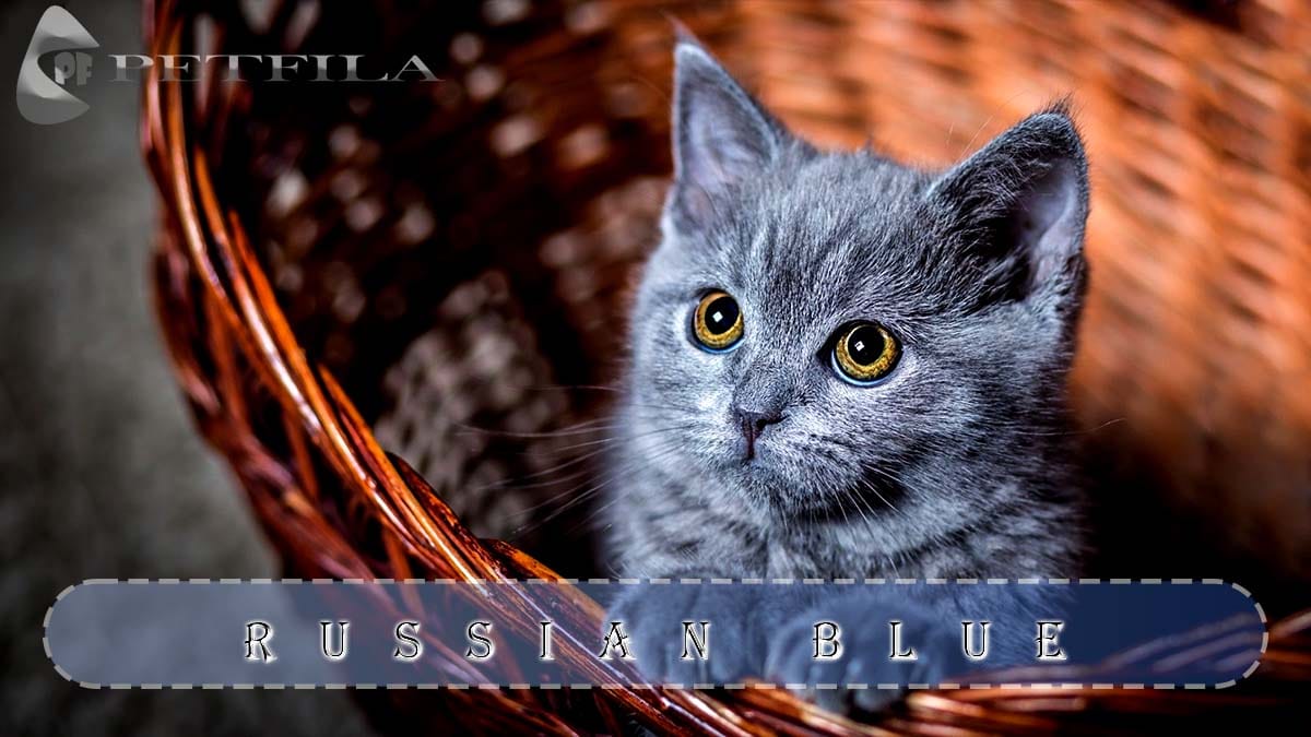 How to Identify Trustworthy Russian Blue Cat Breeders