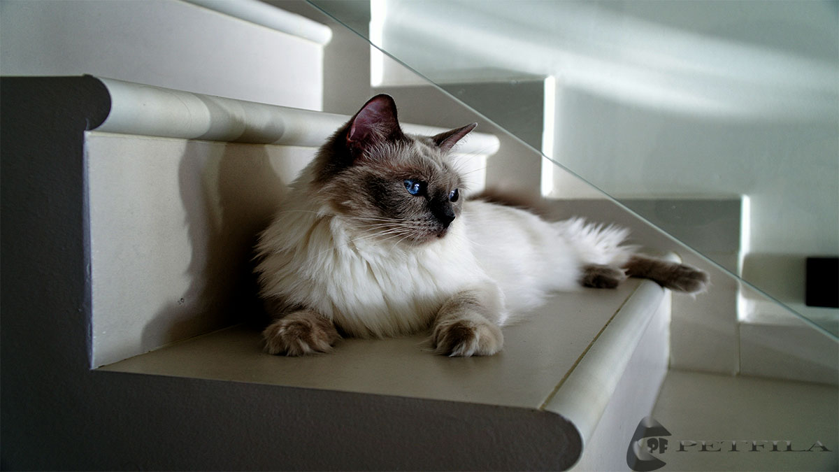 Top 6 Recommended Best House Cat Breeds