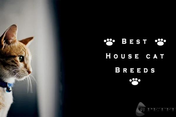 Top 6 Recommended Best House Cat Breeds