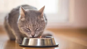 Foodie Cat: Tips To Deal With Over Eating Cat