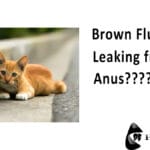 Cat Leaking Brown Fluid From Anus. Causes, Symptoms and Treatment