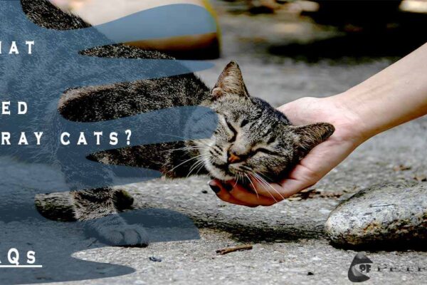 What To Feed Stray Cats?