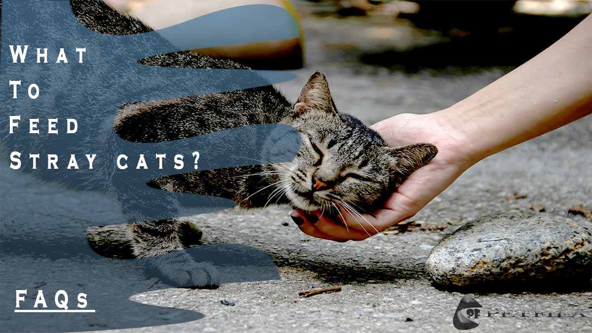 What To Feed Stray Cats?