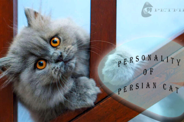 Everything You Need To Know About Your Persian Cat Personality