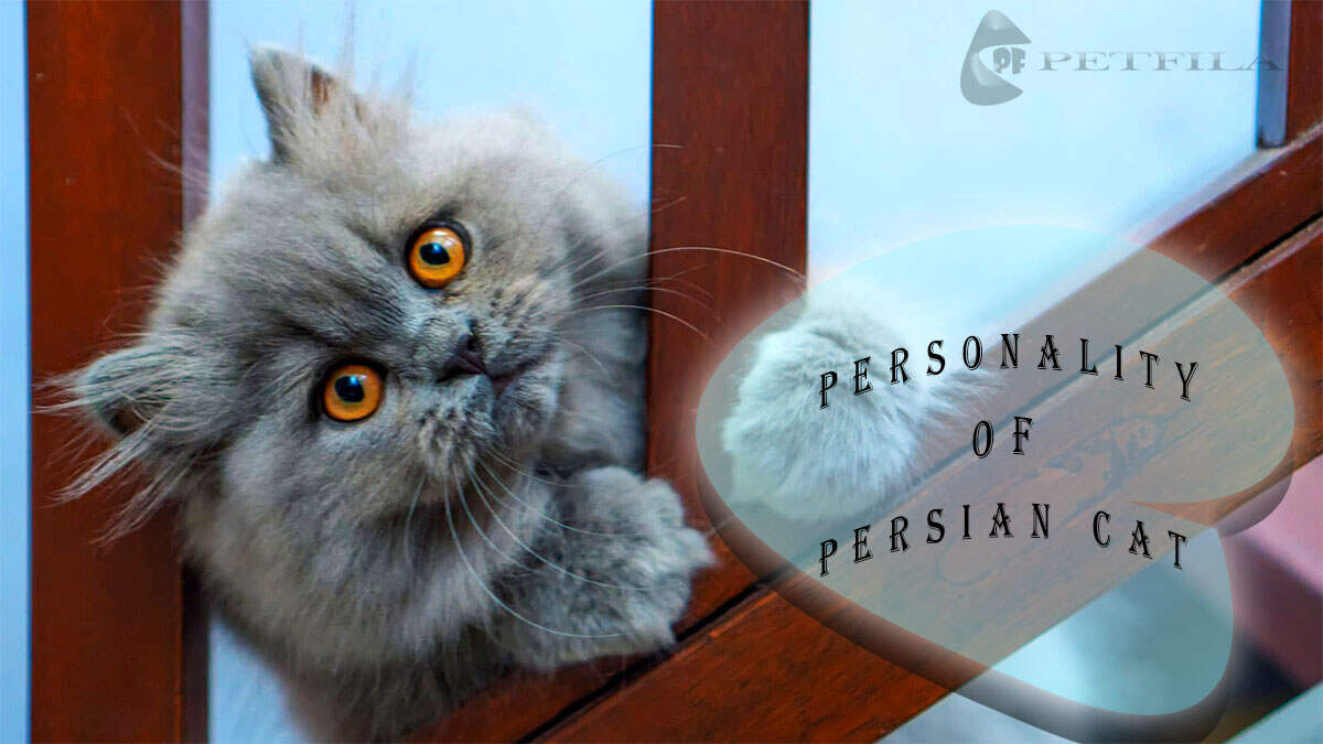 Everything You Need To Know About Your Persian Cat Personality