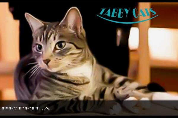 What Is a Tabby Cat? Types, Behaviour And Characteristics