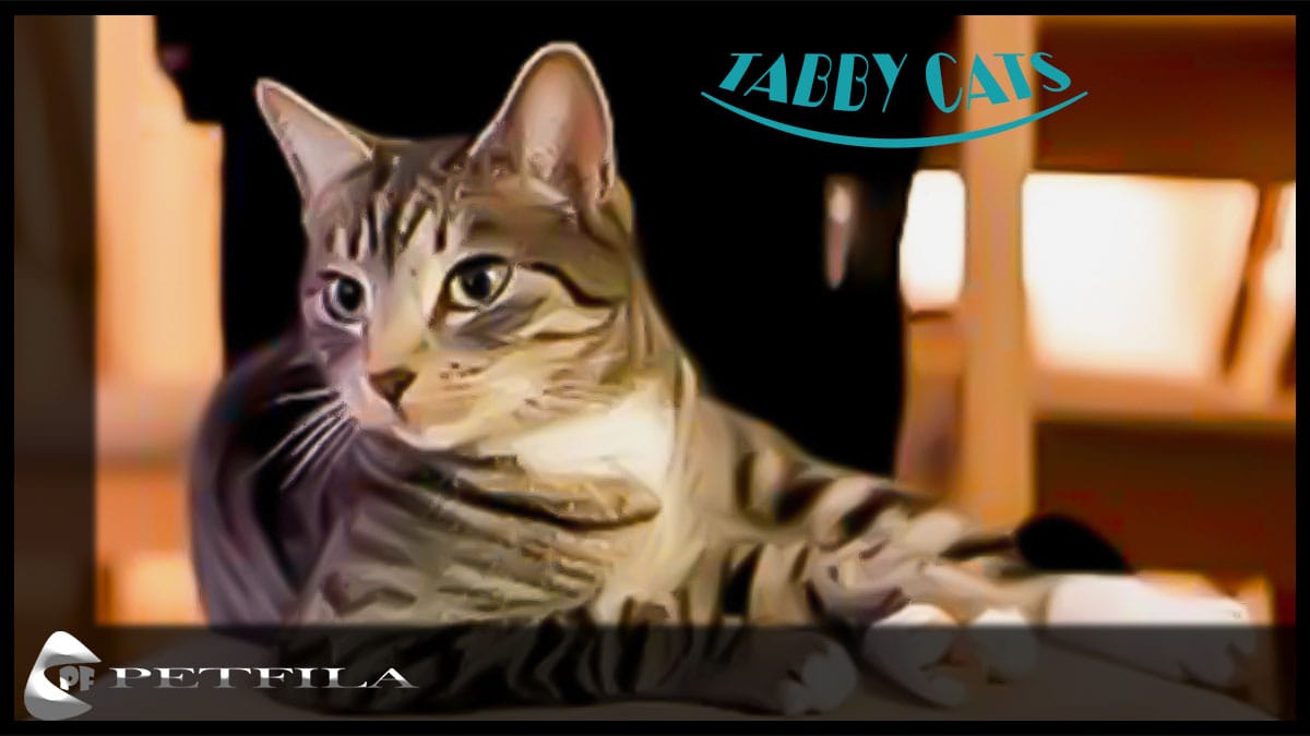 What Is a Tabby Cat? Types, Behaviour And Characteristics