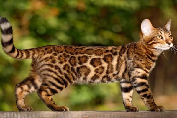 From Bengal to Ocicat Meet Best Spotted Domestic Cat Breeds