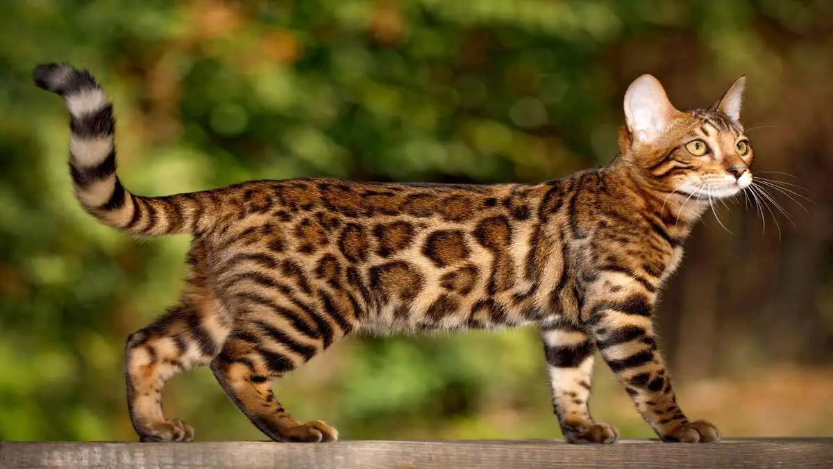 From Bengal to Ocicat Meet Best Spotted Domestic Cat Breeds