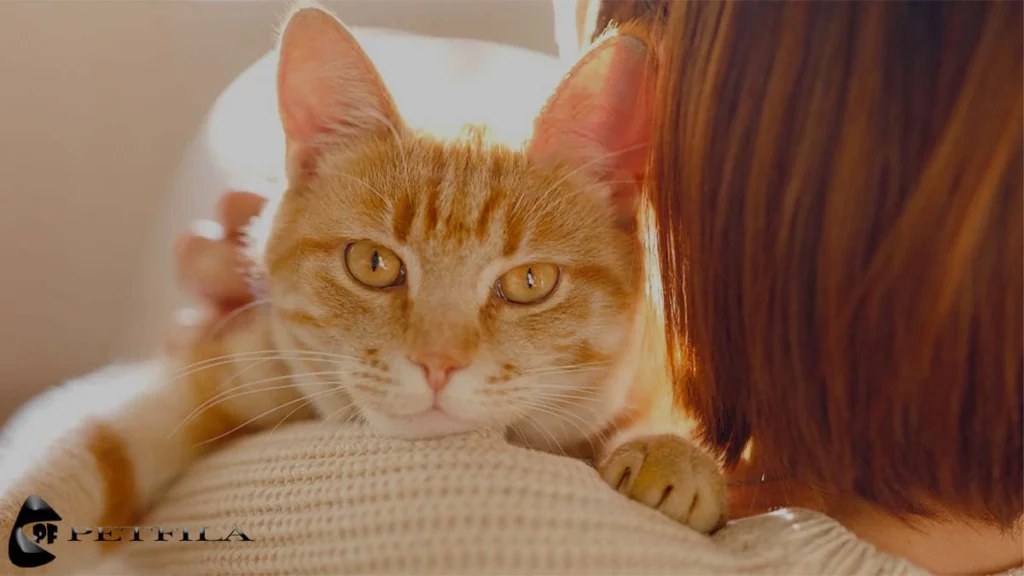 Want To Adopt an Orange Tabby Cat? Here Is Something You Should Know