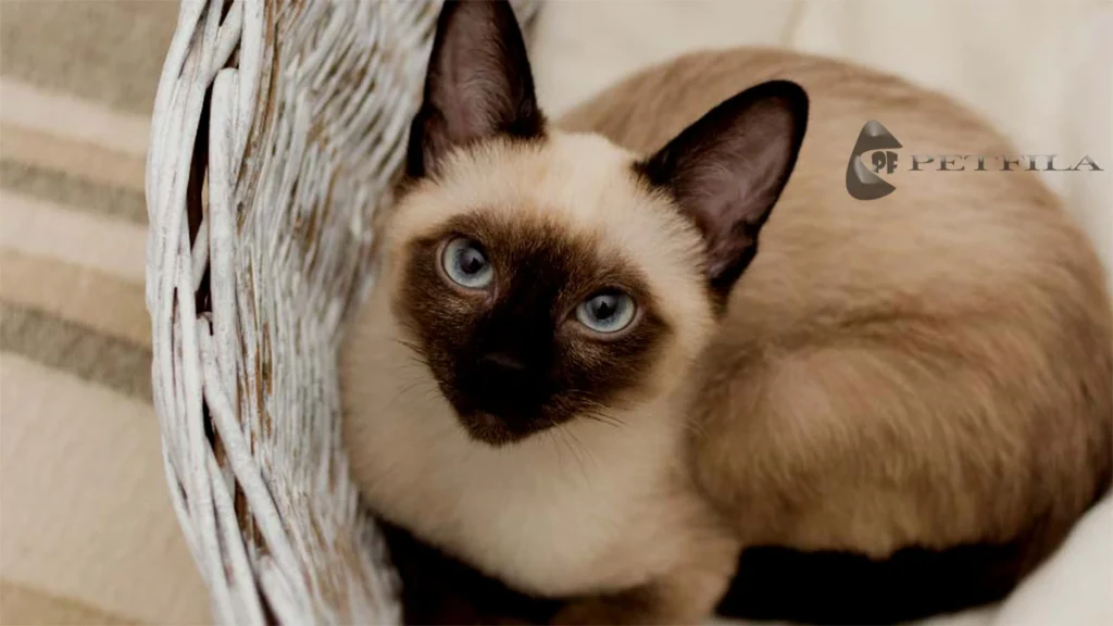 Seal Point Siamese Cat: Is Seal Point Siamese a Breed?