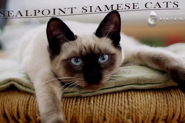 Seal Point Siamese Cat: Is Seal Point Siamese a Breed?