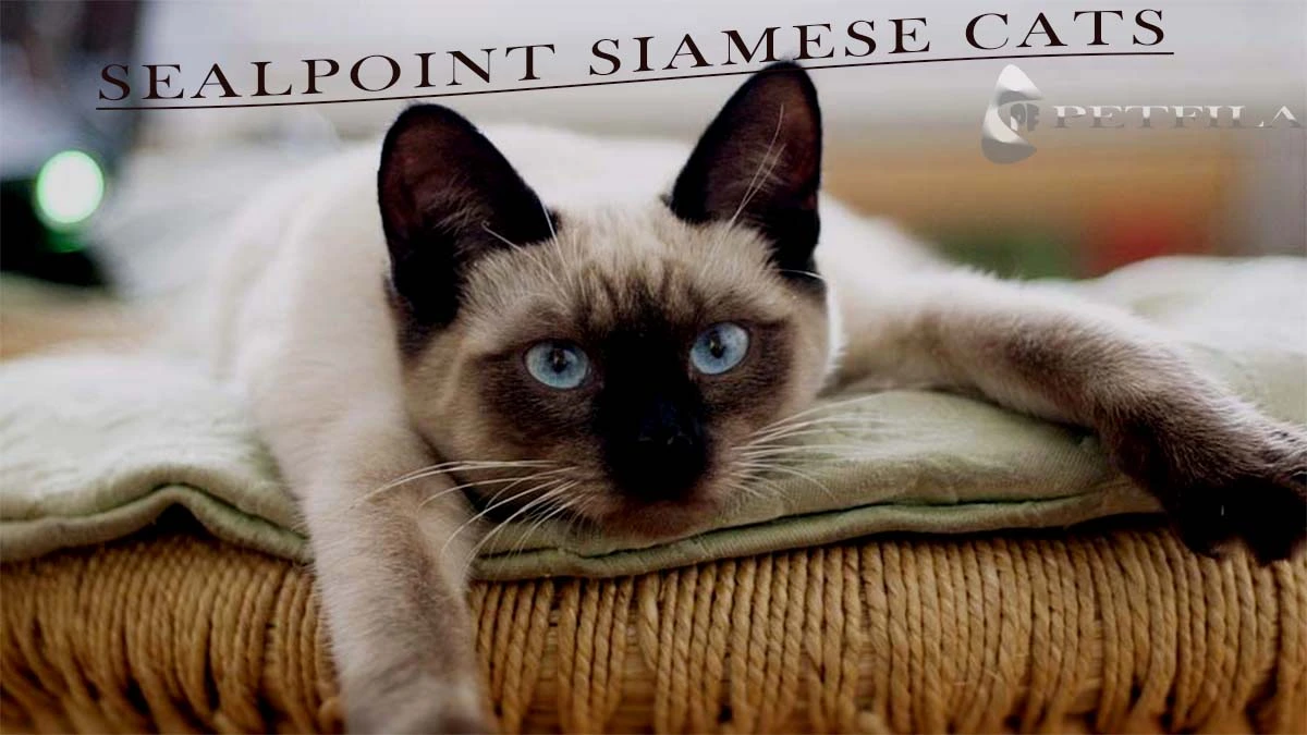 Seal Point Siamese Cat: Is Seal Point Siamese a Breed?