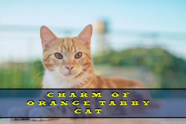 Want To Adopt an Orange Tabby Cat? Here Is Something You Should Know