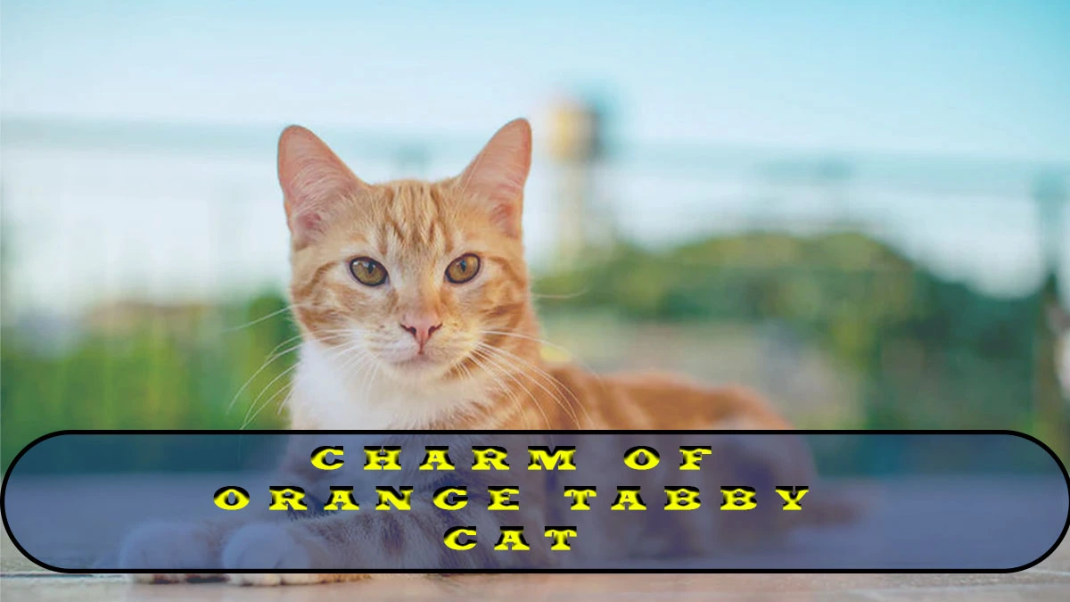 Want To Adopt an Orange Tabby Cat? Here Is Something You Should Know