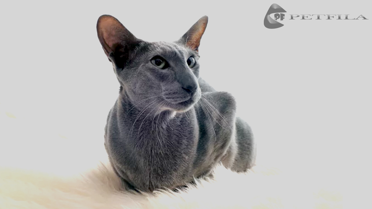 Oriental Shorthair Cat: History, Health Issues, Care, And FAQs