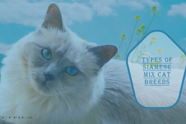 Siamese Mix Cat Breeds. Are They Right for You?