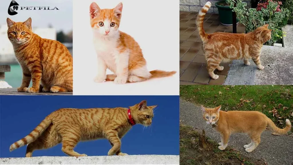 Want To Adopt an Orange Tabby Cat? Here Is Something You Should Know