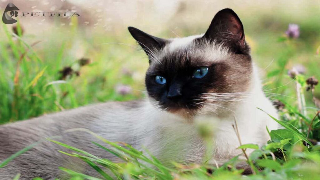 Siamese Mix Cat Breeds. Are They Right for You?