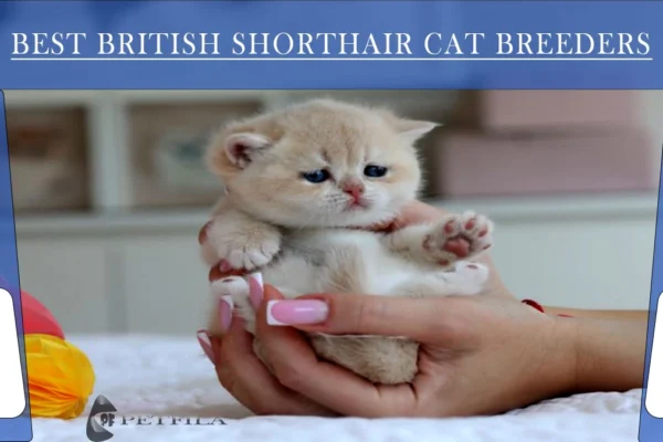 What to Look For In A British Shorthair Cat Breeder?