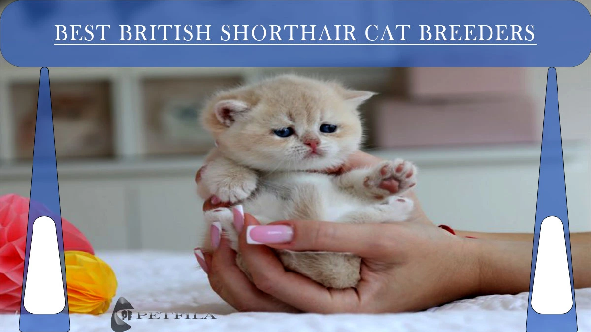 What to Look For In A British Shorthair Cat Breeder?