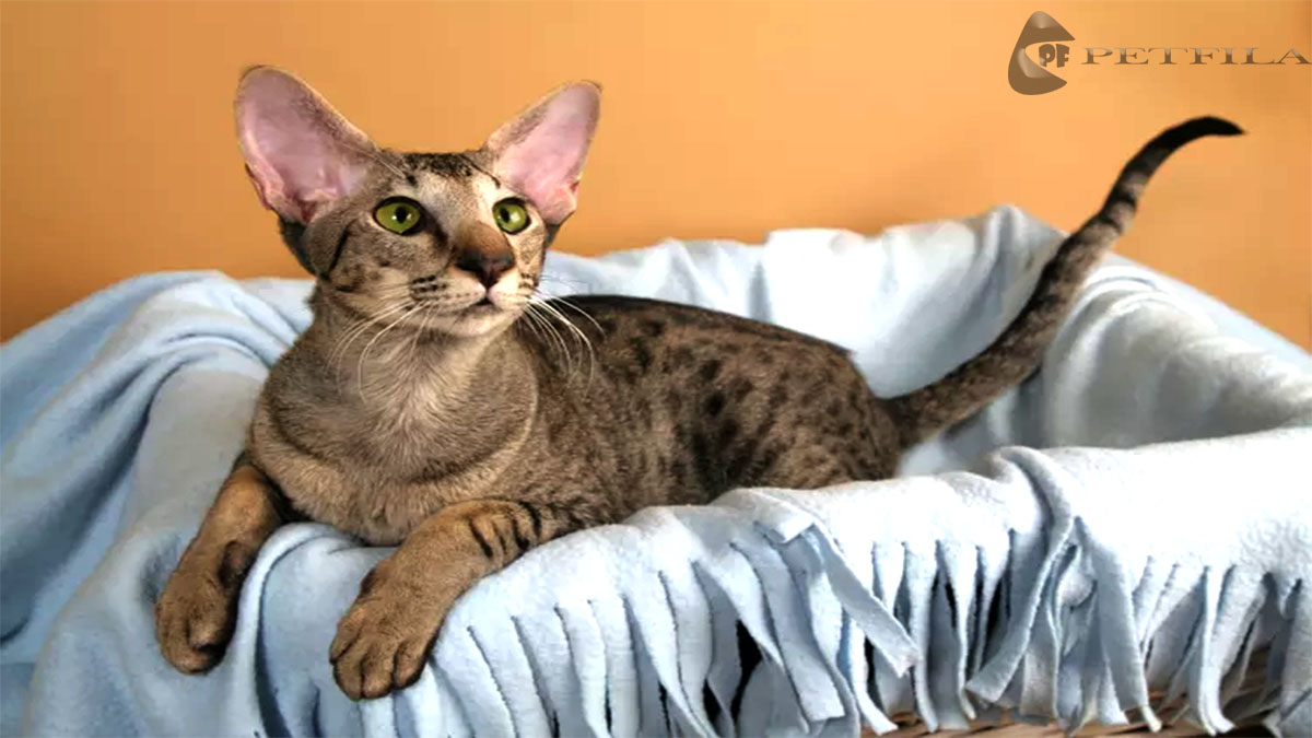 Oriental Shorthair Cat: History, Health Issues, Care, And FAQs