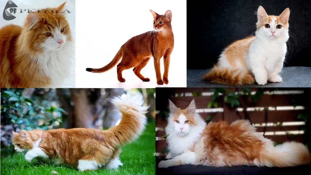 Top 10 Orange And White Cat Breeds