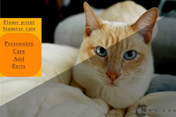 Flame Point Siamese Cat: Personality, Care, and Facts