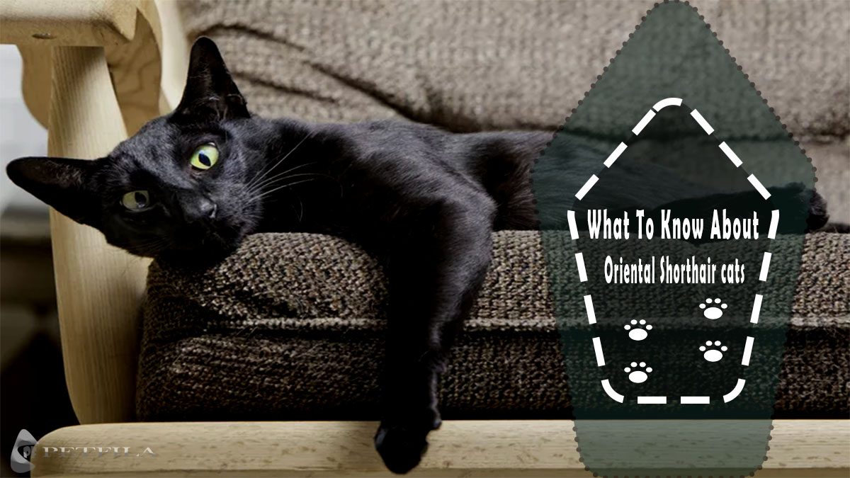 Oriental Shorthair Cat: History, Health Issues, Care, And FAQs