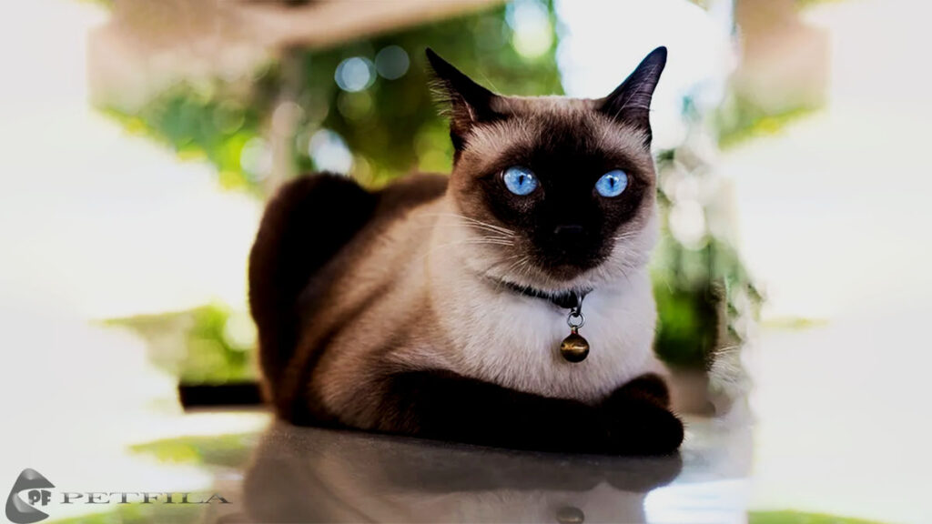 Siamese Mix Cat Breeds. Are They Right for You?