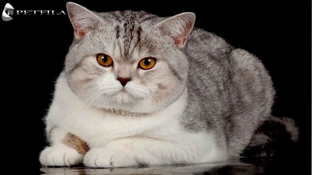 Scottish Straight Cat: Complete Breed Profile & Care Guide