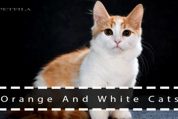 Top 10 Orange And White Cat Breeds