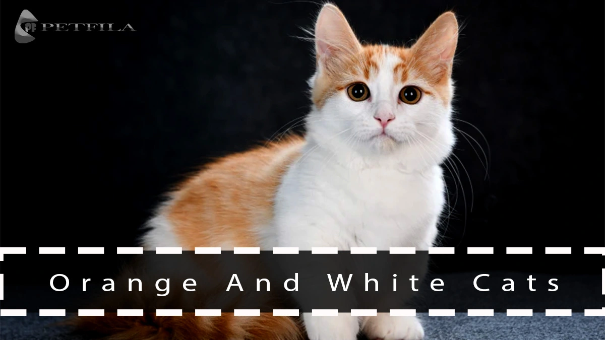 Top 10 Orange And White Cat Breeds