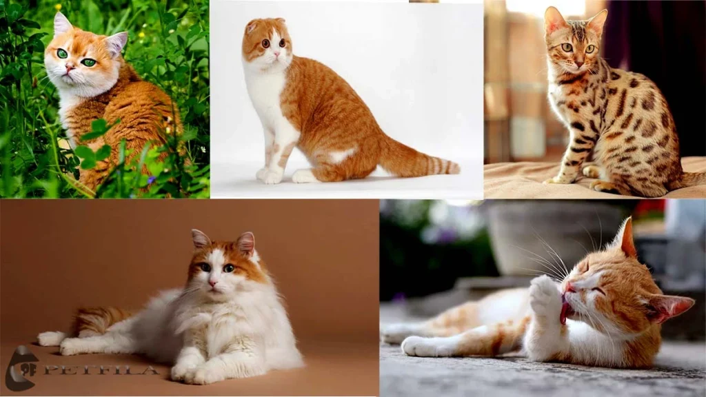 Top 10 Orange And White Cat Breeds