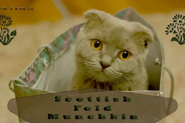 Scottish Fold Munchkin Cat: Breed Profile, Nutrition & Care Guide