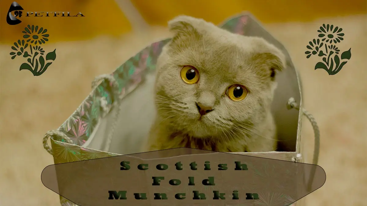 Scottish Fold Munchkin Cat: Breed Profile, Nutrition & Care Guide